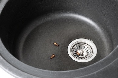 Photo of Dead cockroaches in sink, above view. Pest control