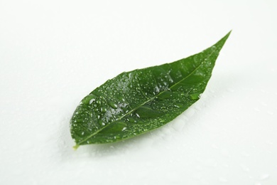 Photo of Beautiful green leaf with water drops on white background