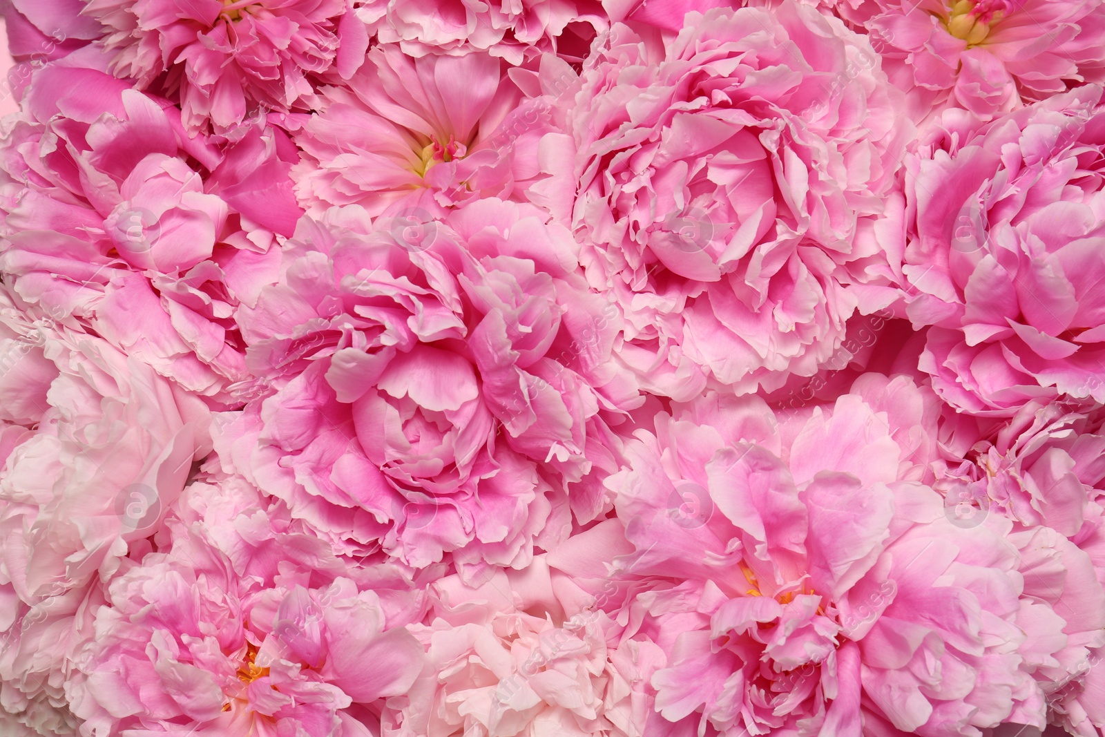 Photo of Beautiful aromatic peony flowers as background, closeup