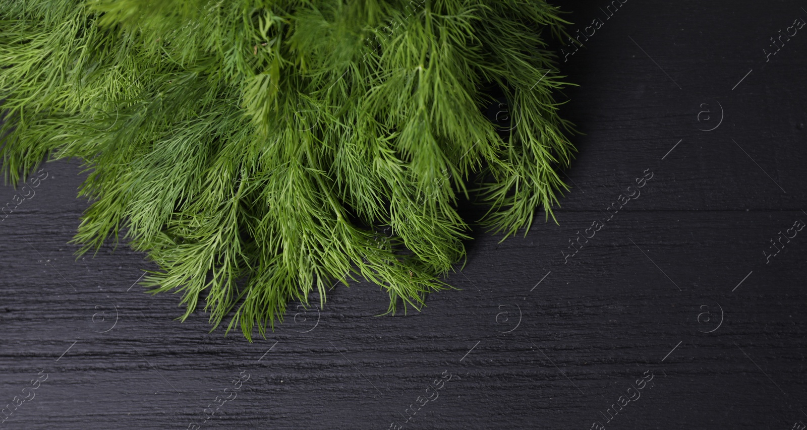 Photo of Sprigs of fresh green dill on black wooden table, top view. Space for text