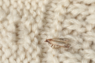 Photo of Common clothes moth (Tineola bisselliella) on beige knitted fabric, closeup. Space for text