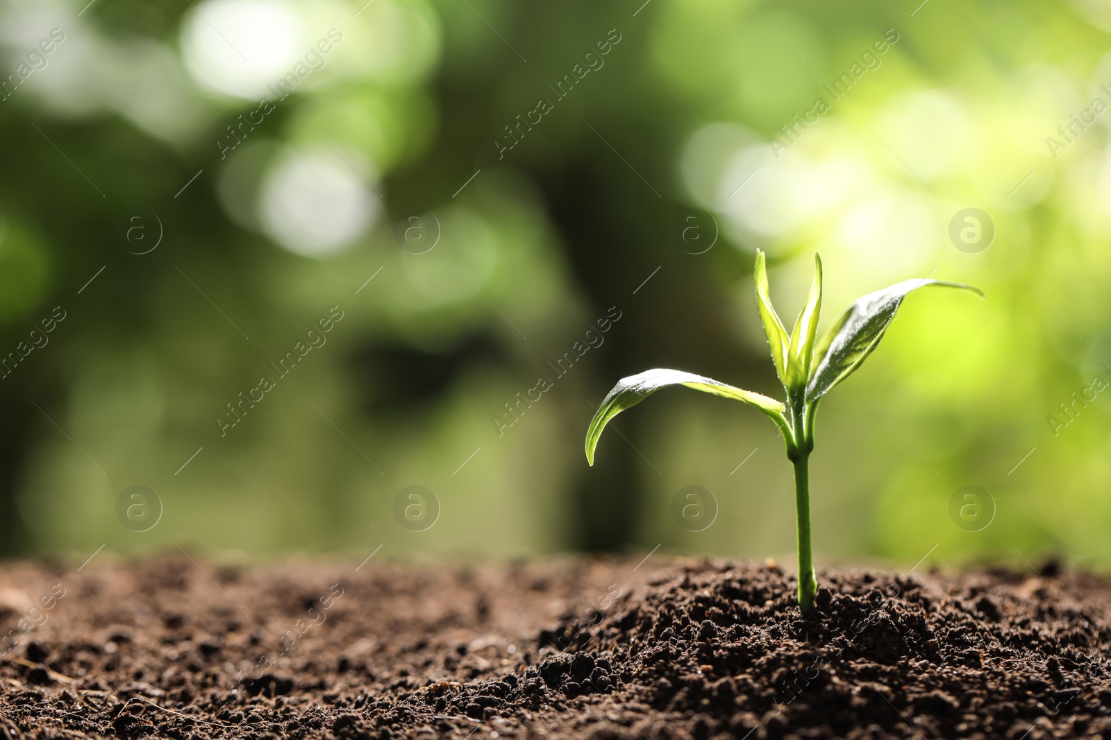 Photo of Young plant in fertile soil on blurred background, space for text. Gardening time