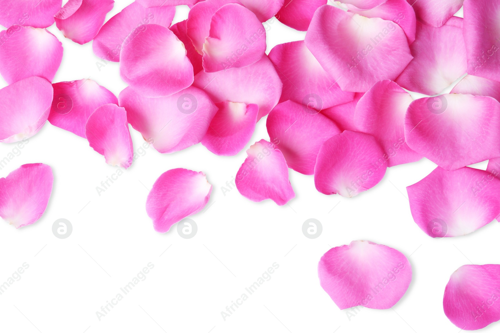 Photo of Many pink rose petals on white background, top view