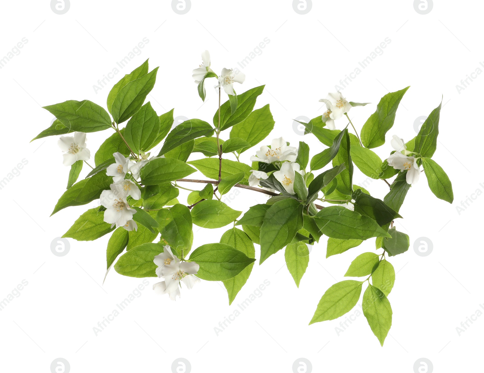 Photo of Branch of beautiful jasmine plant on white background