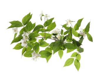 Photo of Branch of beautiful jasmine plant on white background