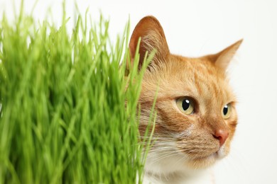 Photo of Cute ginger cat and potted green grass on white background, closeup