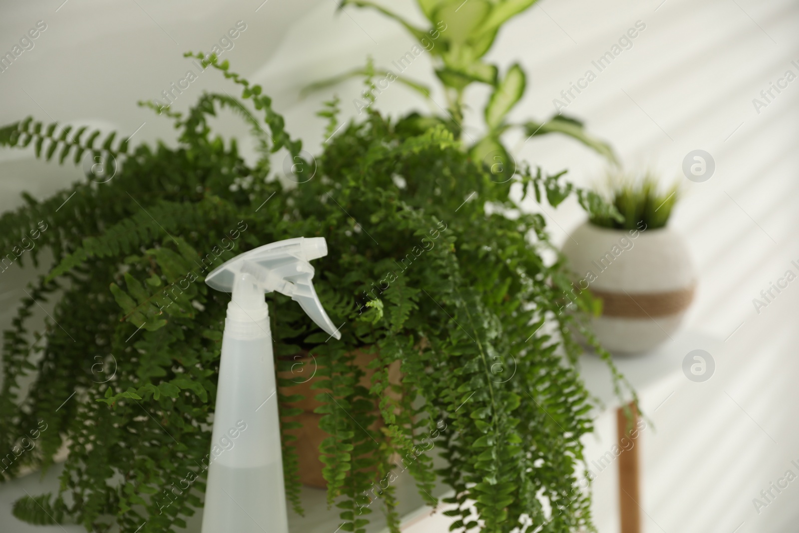 Photo of Beautiful potted plants and spray bottle on table in light room, closeup. Home decoration