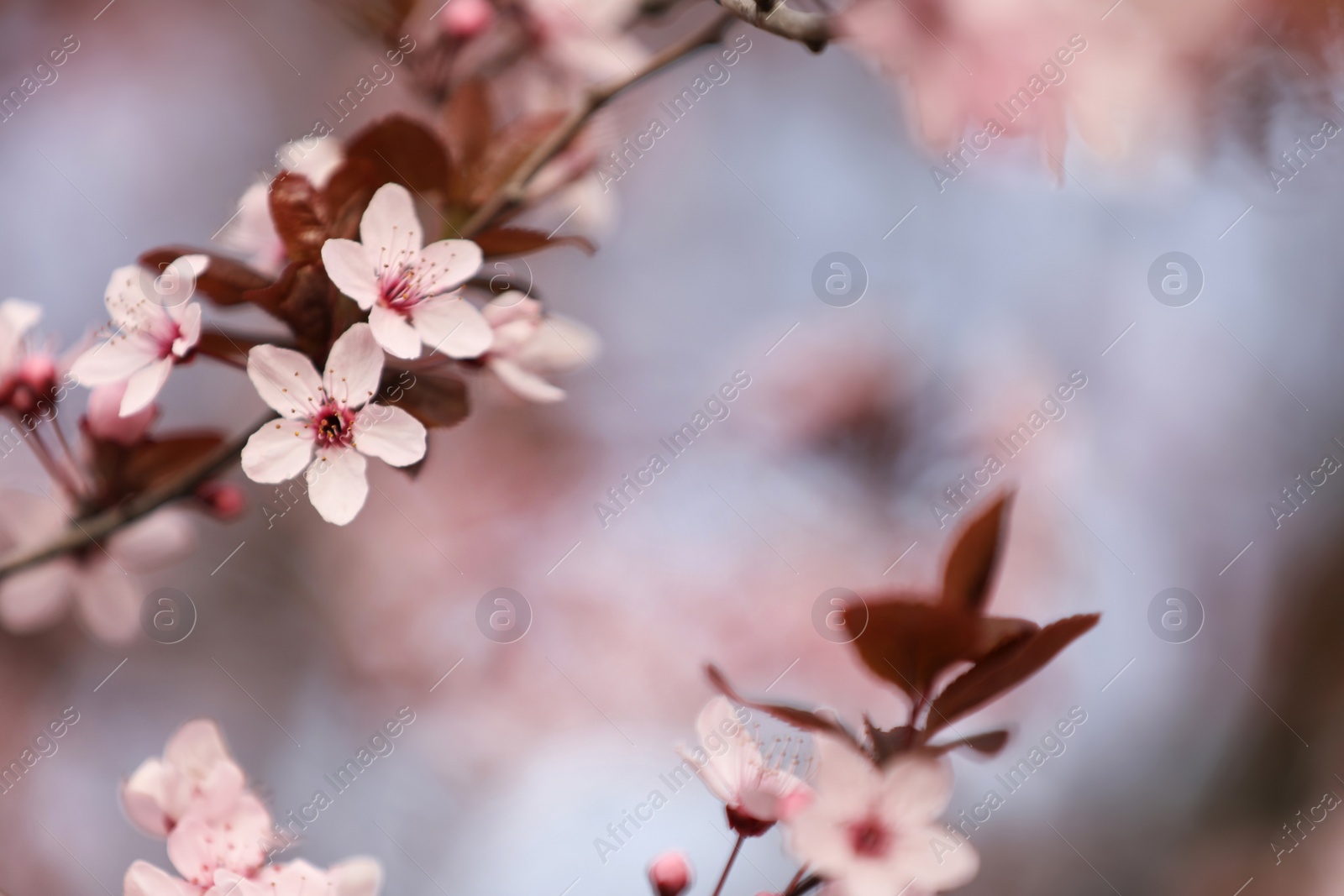 Photo of Closeup view of blossoming tree outdoors on spring day