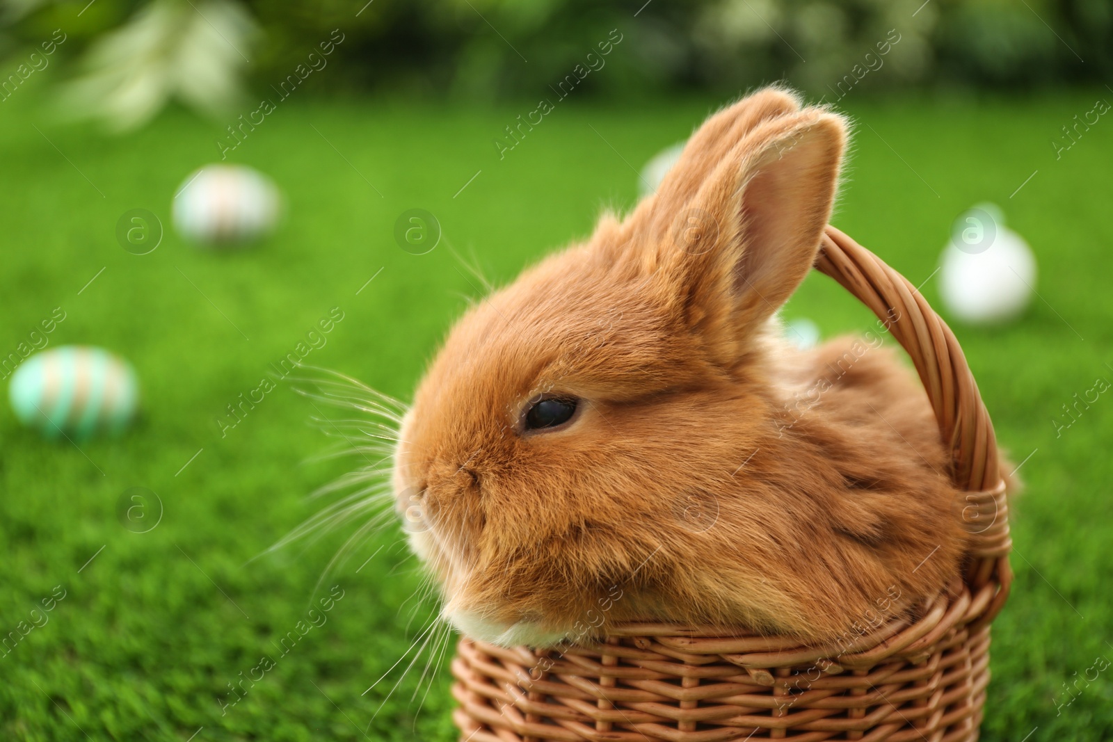 Photo of Adorable fluffy bunny in wicker basket on green grass, closeup. Easter symbol