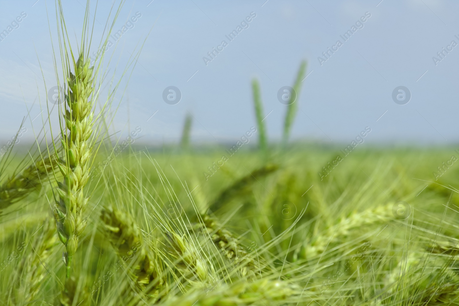 Photo of Closeup view of agricultural field with ripening wheat crop