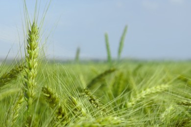 Closeup view of agricultural field with ripening wheat crop