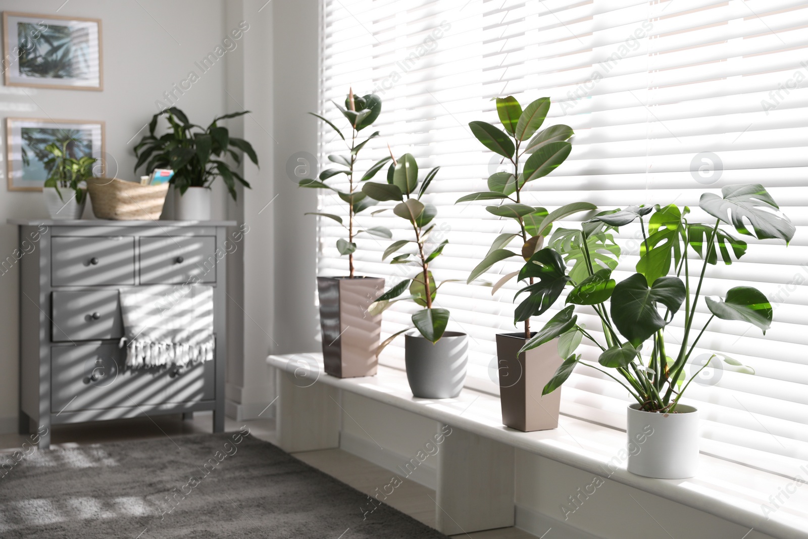 Photo of Beautiful potted plants on window sill at home