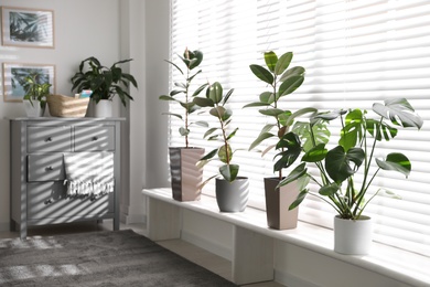 Beautiful potted plants on window sill at home