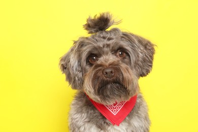 Photo of Cute Maltipoo dog on yellow background. Lovely pet