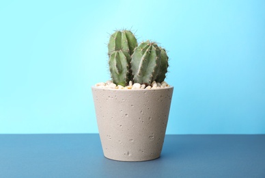 Beautiful cactus on table against color background