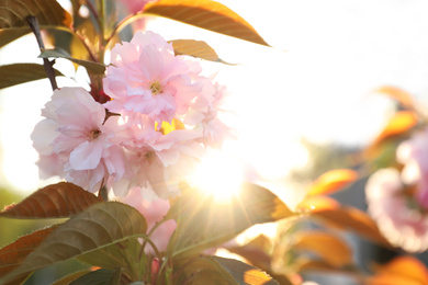 Photo of Blossoming pink sakura tree outdoors on spring day, closeup