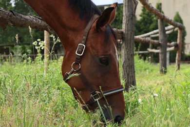 Photo of Beautiful horse grazing on green grass in paddock outdoors, closeup