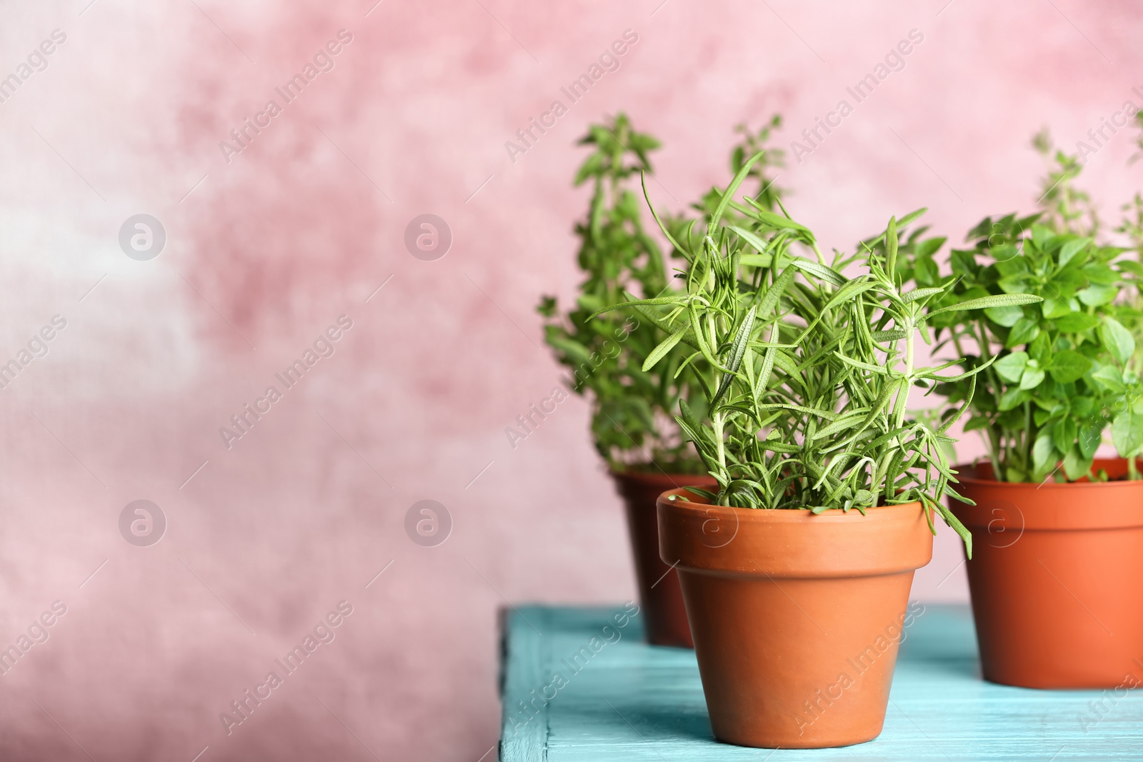 Photo of Pots with fresh rosemary on table against color background