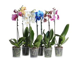 Photo of Beautiful tropical orchid flowers in pots on white background