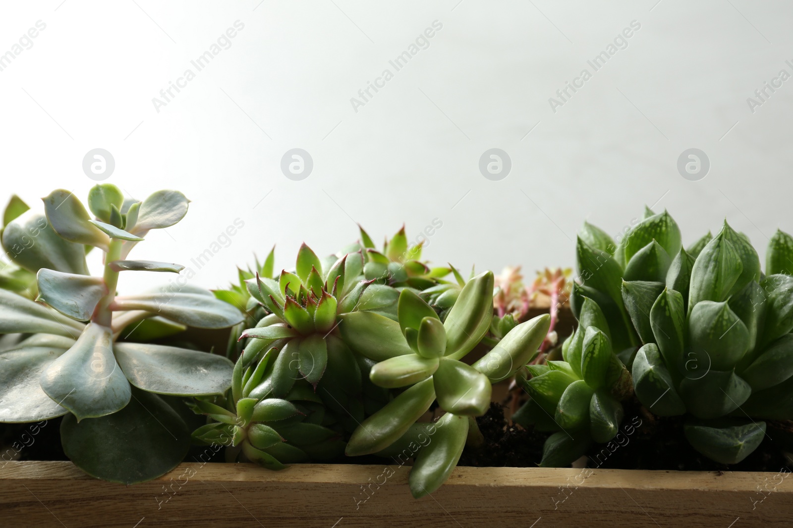 Photo of Many different echeverias in wooden tray on light grey background, closeup. Succulent plants