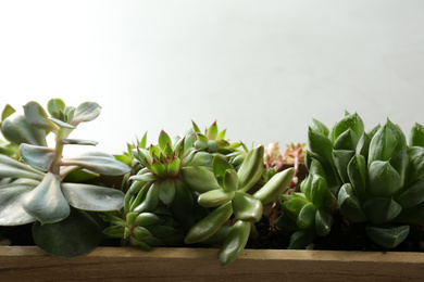Photo of Many different echeverias in wooden tray on light grey background, closeup. Succulent plants