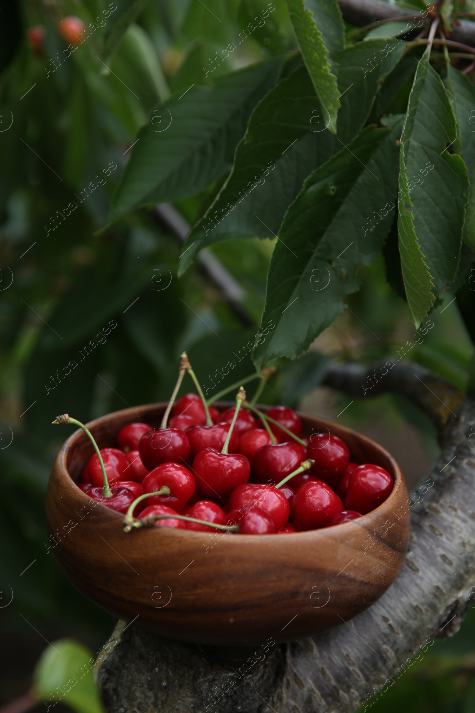 Photo of Tasty ripe red cherries in wooden bowl outdoors