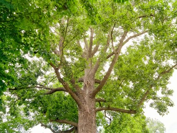 Beautiful tree with green leaves outdoors, low angle view