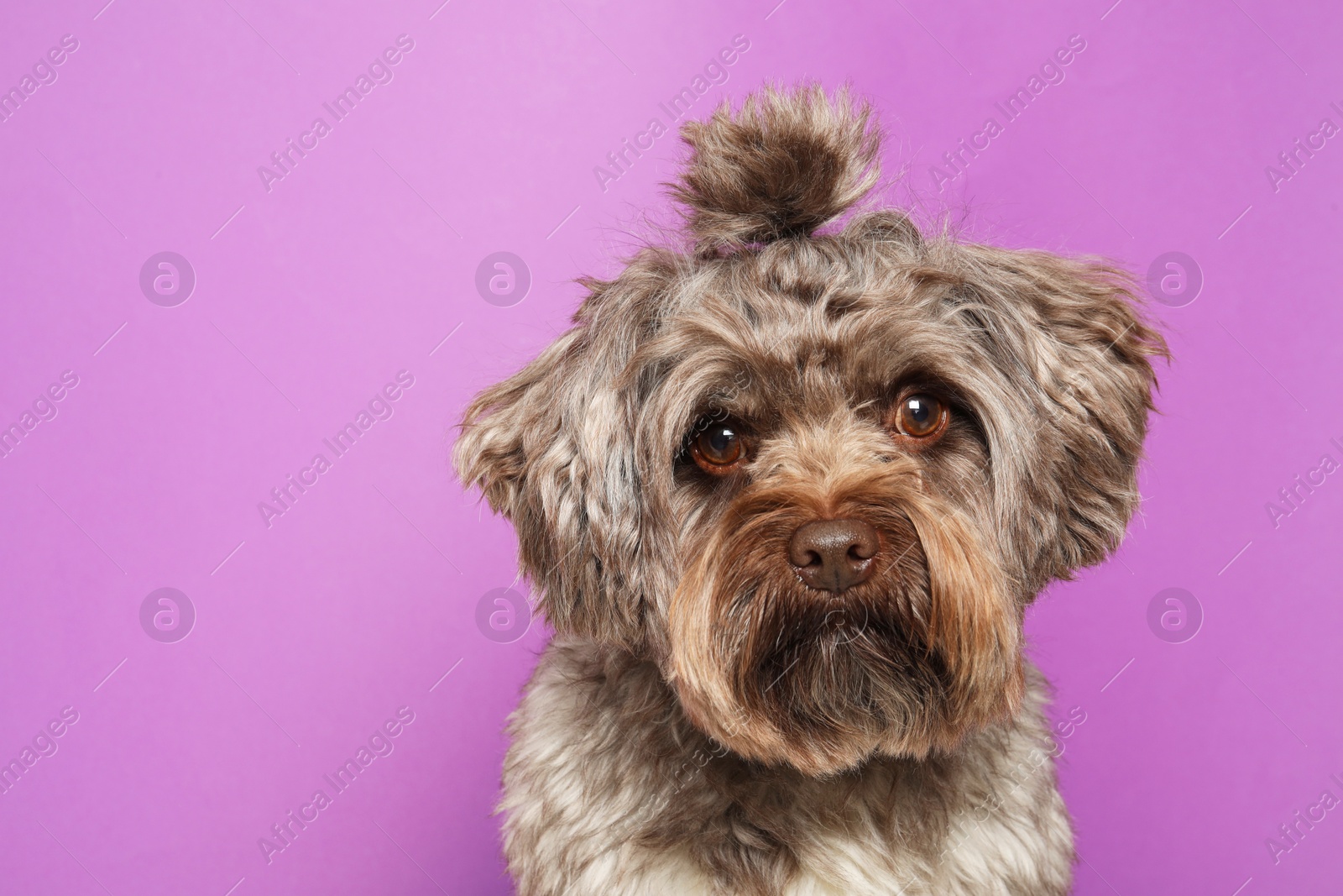 Photo of Cute Maltipoo dog on violet background, space for text. Lovely pet