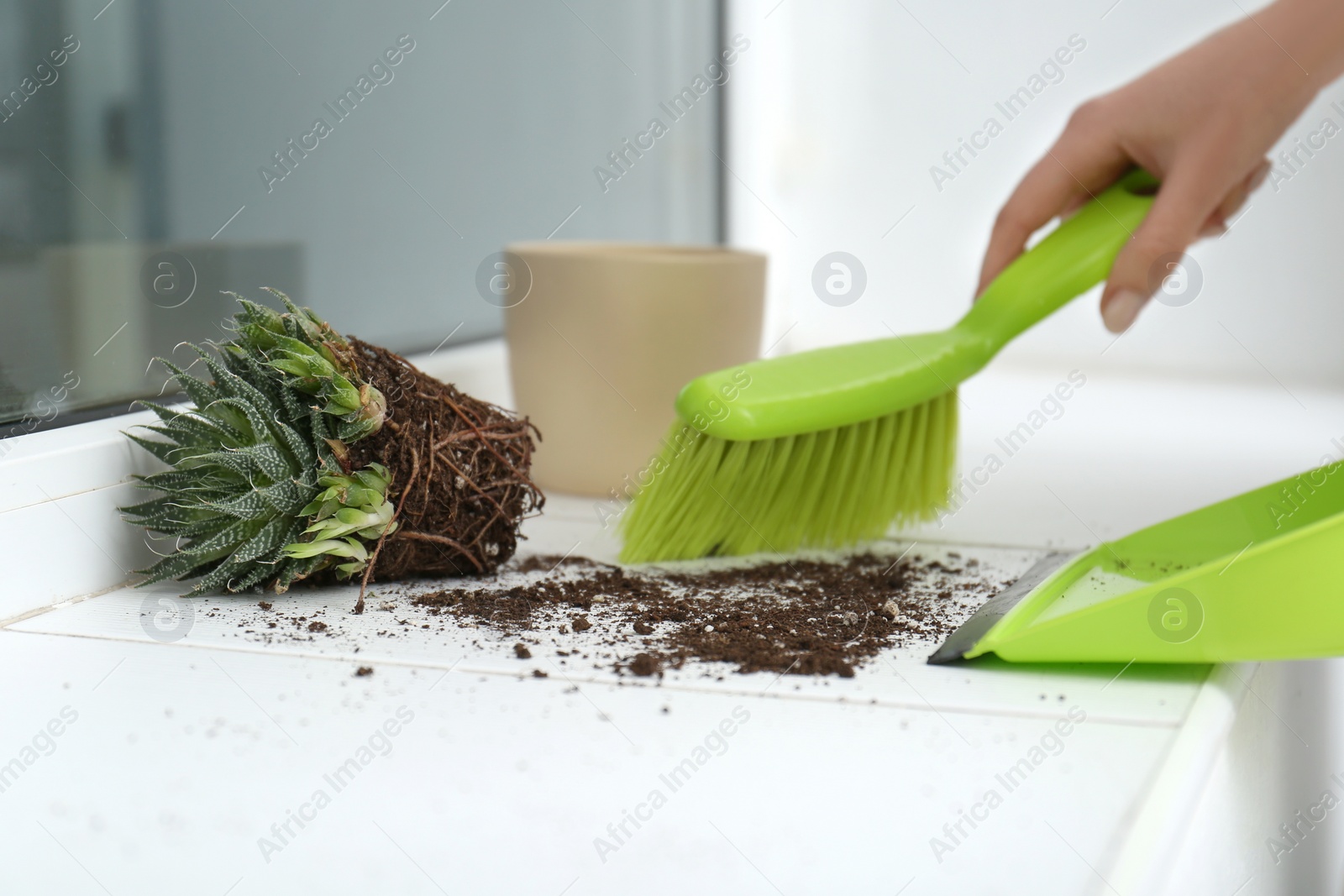 Photo of Woman sweeping away scattered soil from window sill with brush, closeup