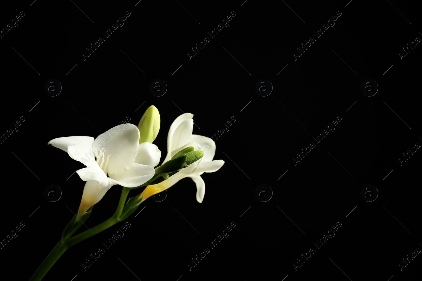 Photo of Beautiful white freesia flowers on black background. Space for text