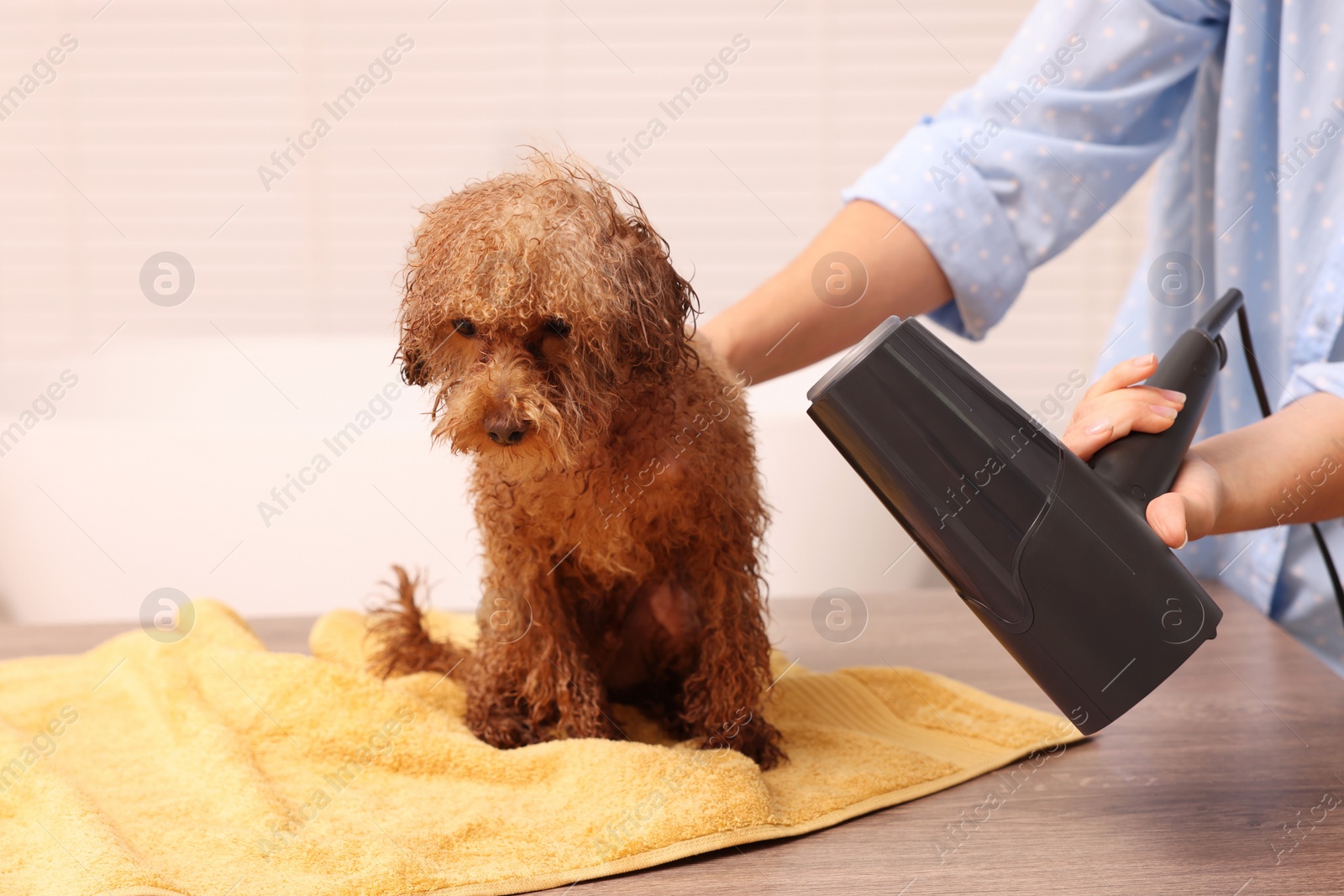 Photo of Woman drying fur of cute Maltipoo dog after washing in bathroom. Lovely pet