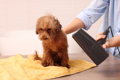 Photo of Woman drying fur of cute Maltipoo dog after washing in bathroom. Lovely pet