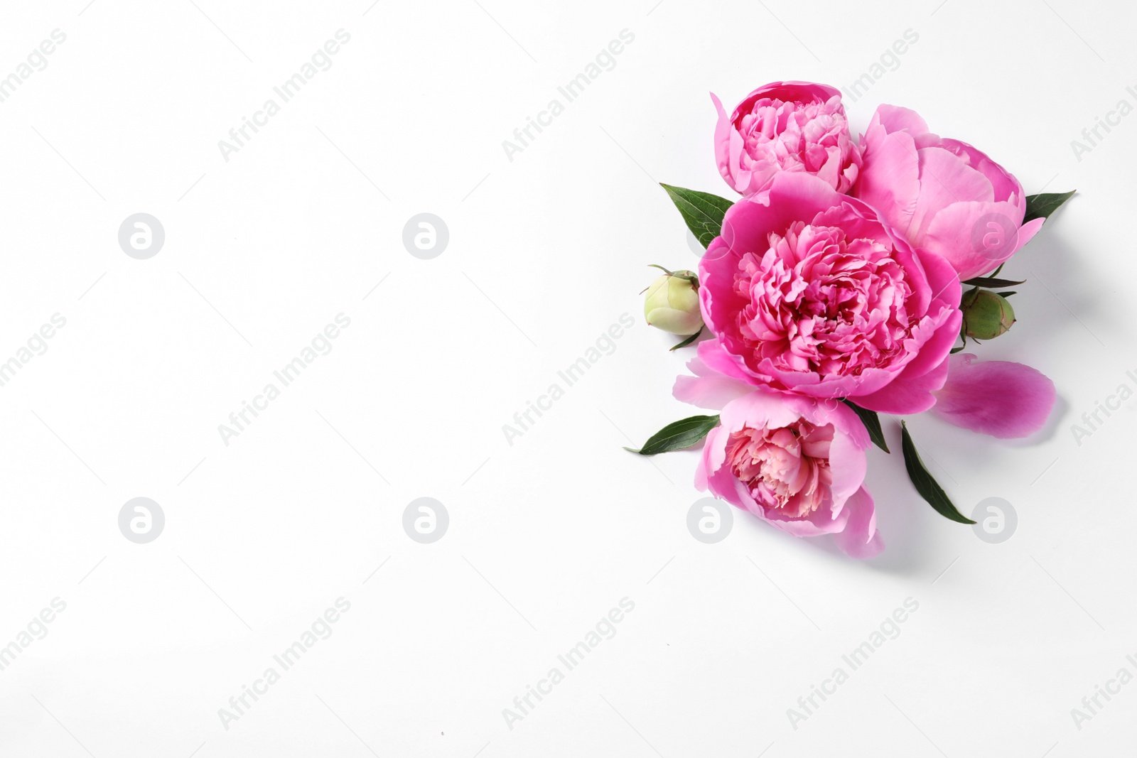 Photo of Beautiful peony flowers on white background, top view