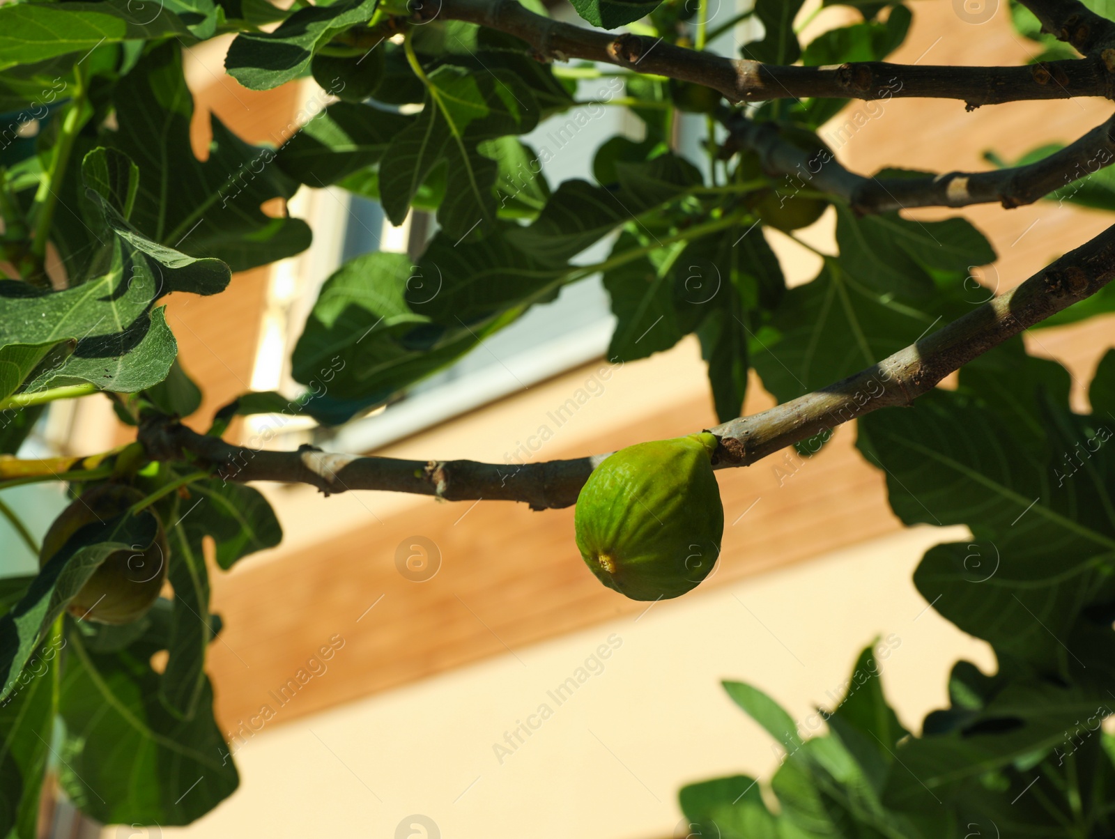 Photo of Beautiful fig tree with fruit and green leaves outdoors