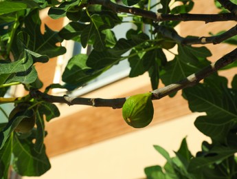 Beautiful fig tree with fruit and green leaves outdoors