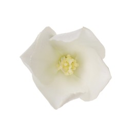 Beautiful delicate jasmine flower isolated on white