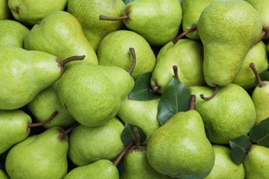 Photo of Many fresh ripe pears as background, closeup