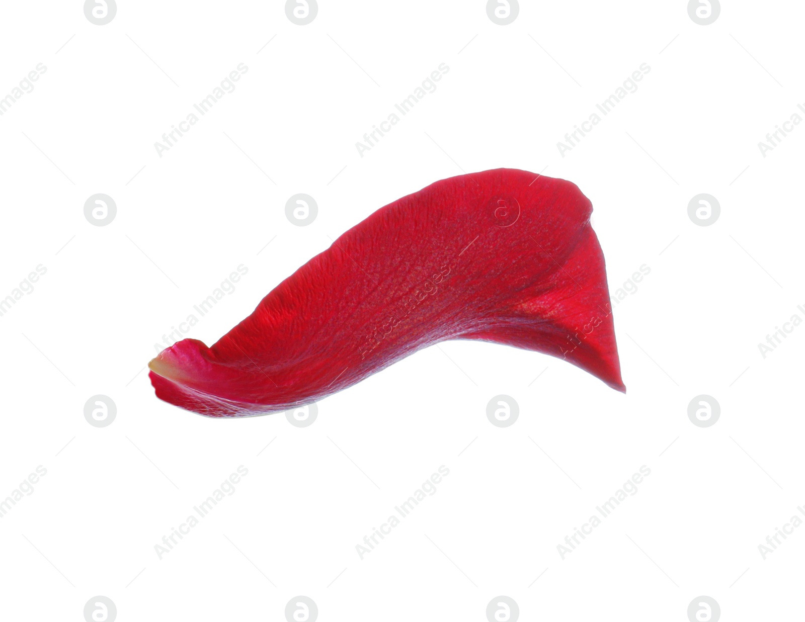 Photo of Red rose flower petal on white background