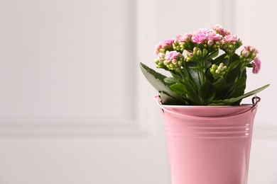 Photo of Beautiful potted kalanchoe flower against white wall, space for text