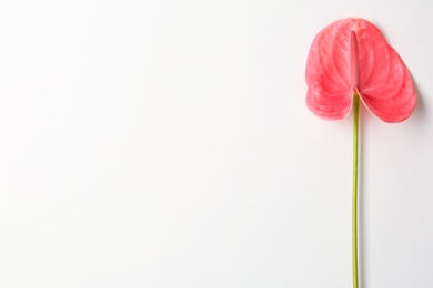 Beautiful pink anthurium flower on white background. Tropical plant