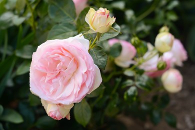 Beautiful blooming rose bush outdoors, closeup. Space for text