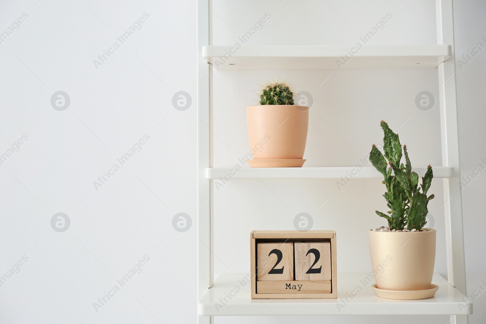 Photo of Beautiful cacti on shelving unit against light background