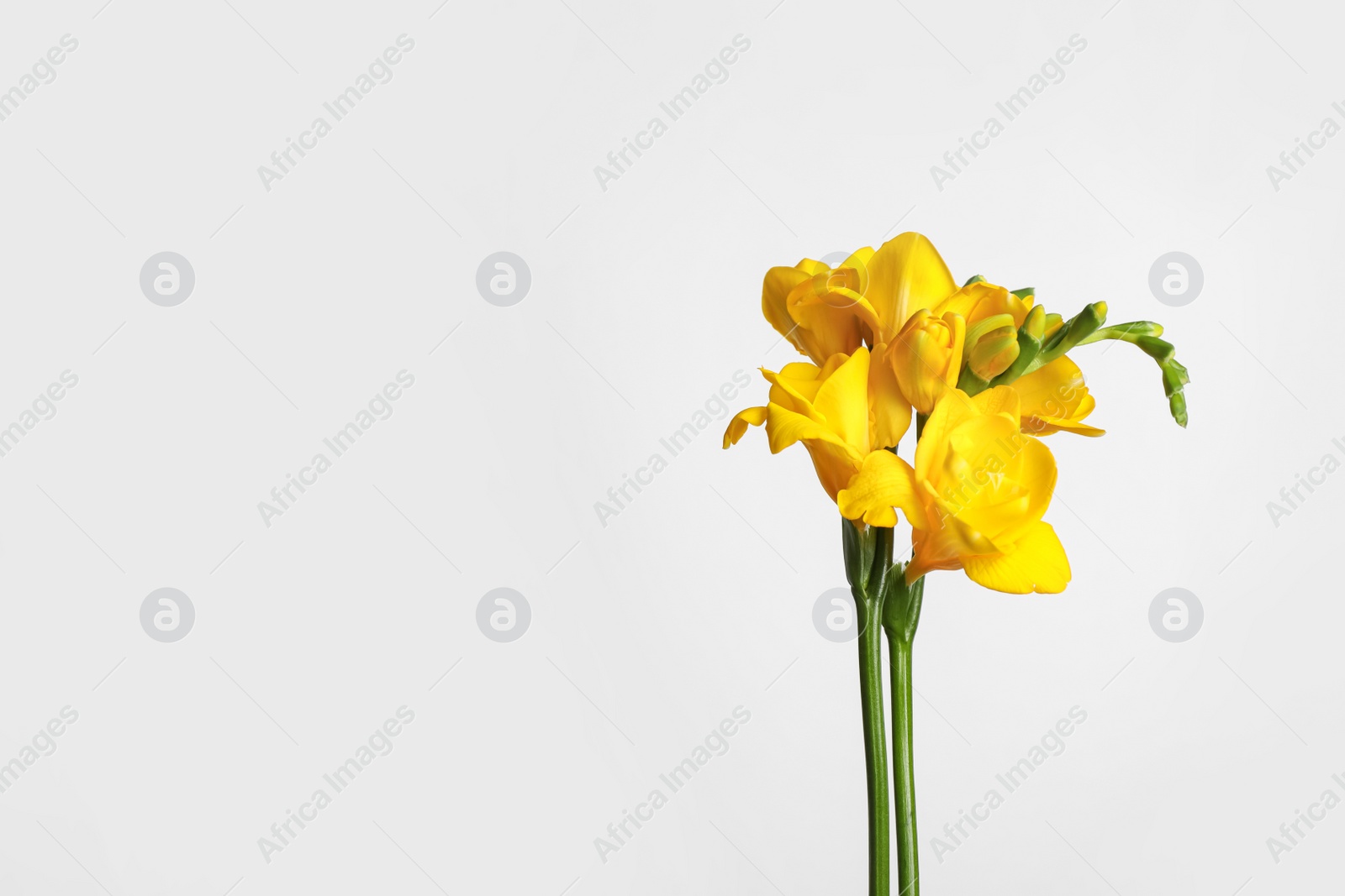 Photo of Beautiful blooming yellow freesia on light background. Space for text