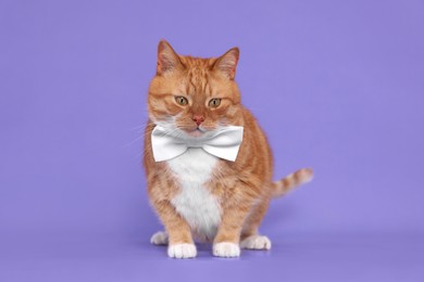 Photo of Cute cat with bow tie on lilac background