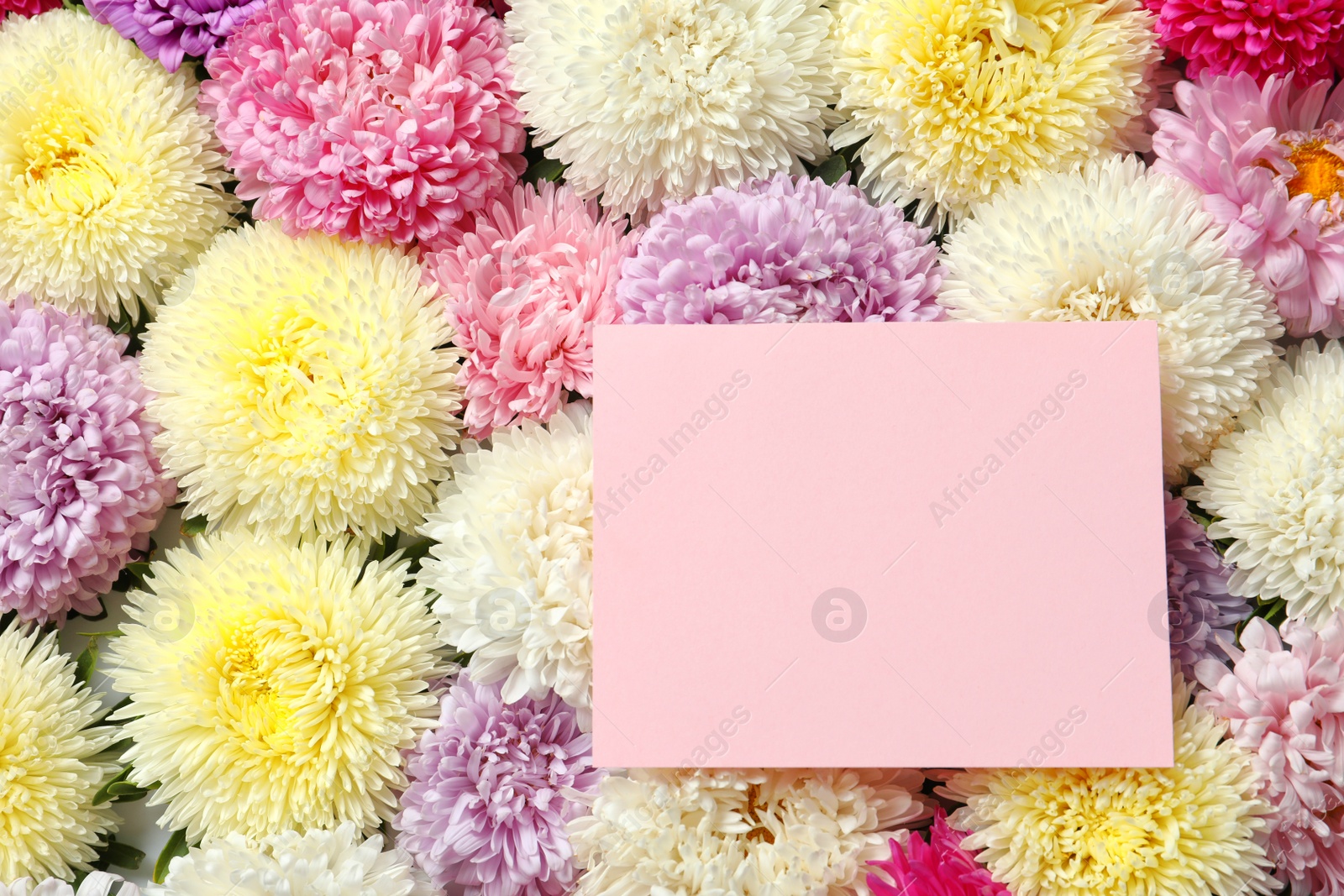 Photo of Beautiful aster flowers with sheet of paper and space for text, top view