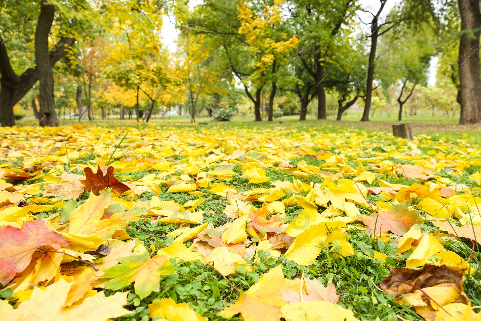 Photo of Colorful autumn leaves on green lawn in park