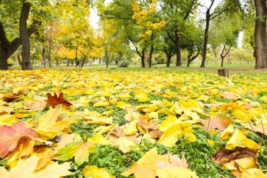 Colorful autumn leaves on green lawn in park