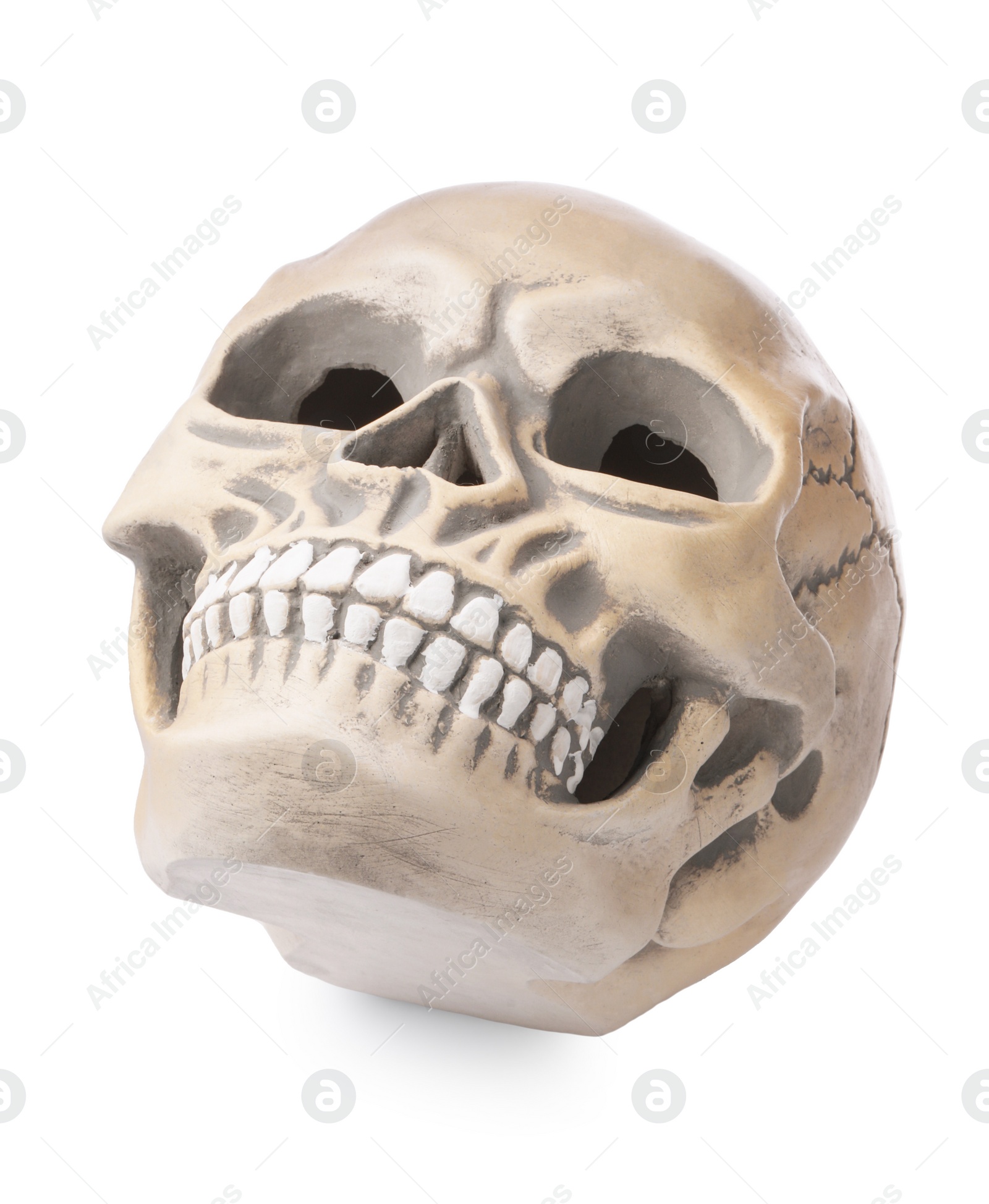 Photo of Human skull with teeth isolated on white