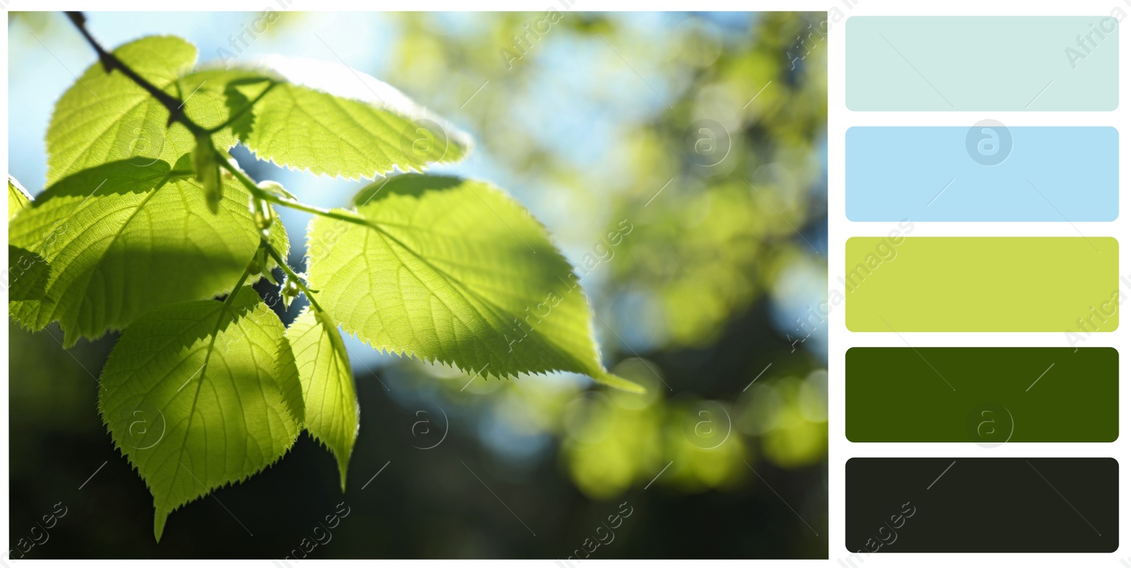 Image of Color palette appropriate to photo of tree branch with green leaves outdoors