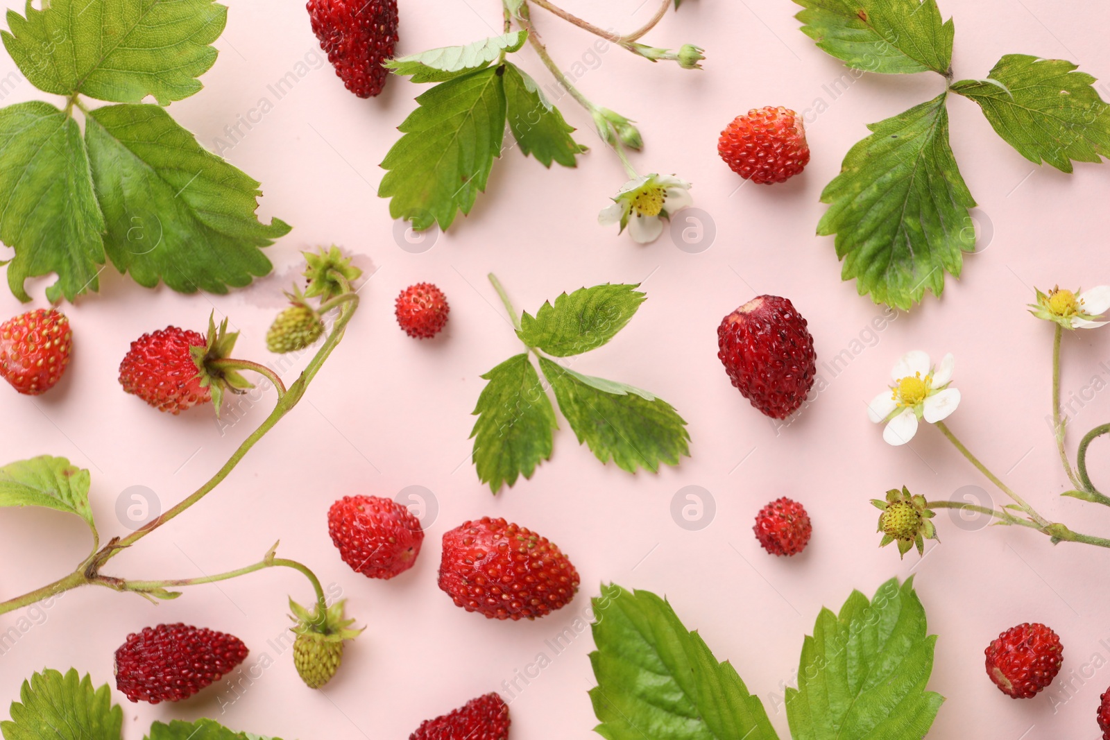 Photo of Many fresh wild strawberries, flowers and leaves on pink background, flat lay